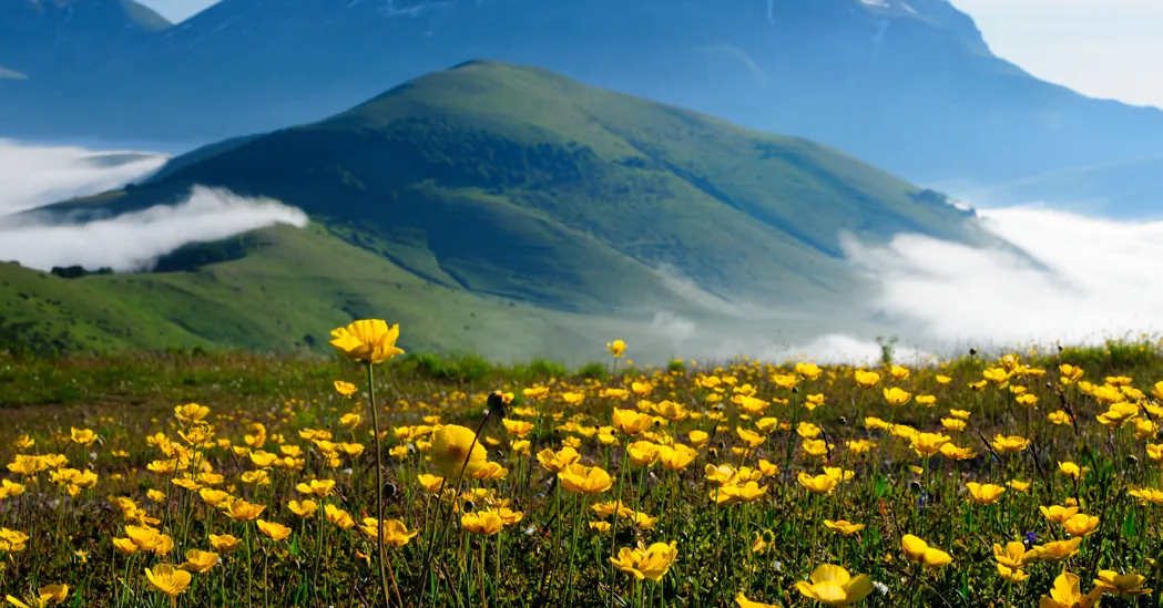 Prato di fiori gialli con la montagna sullo sfondo
