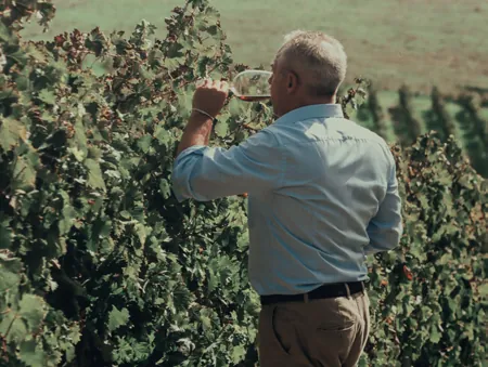Degustazione di vino in vigna
