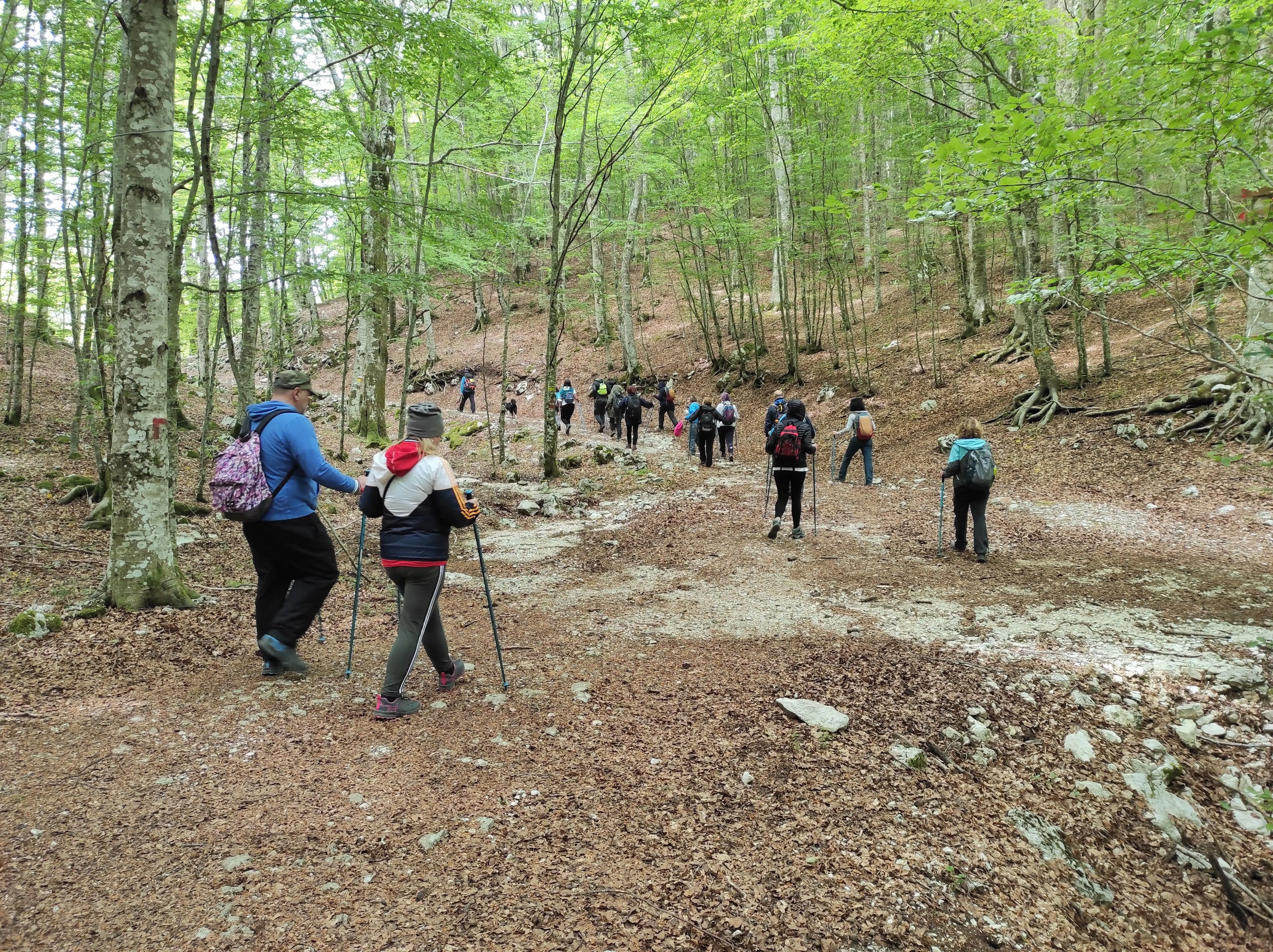 Gruppo di nordic walking in una faggeta