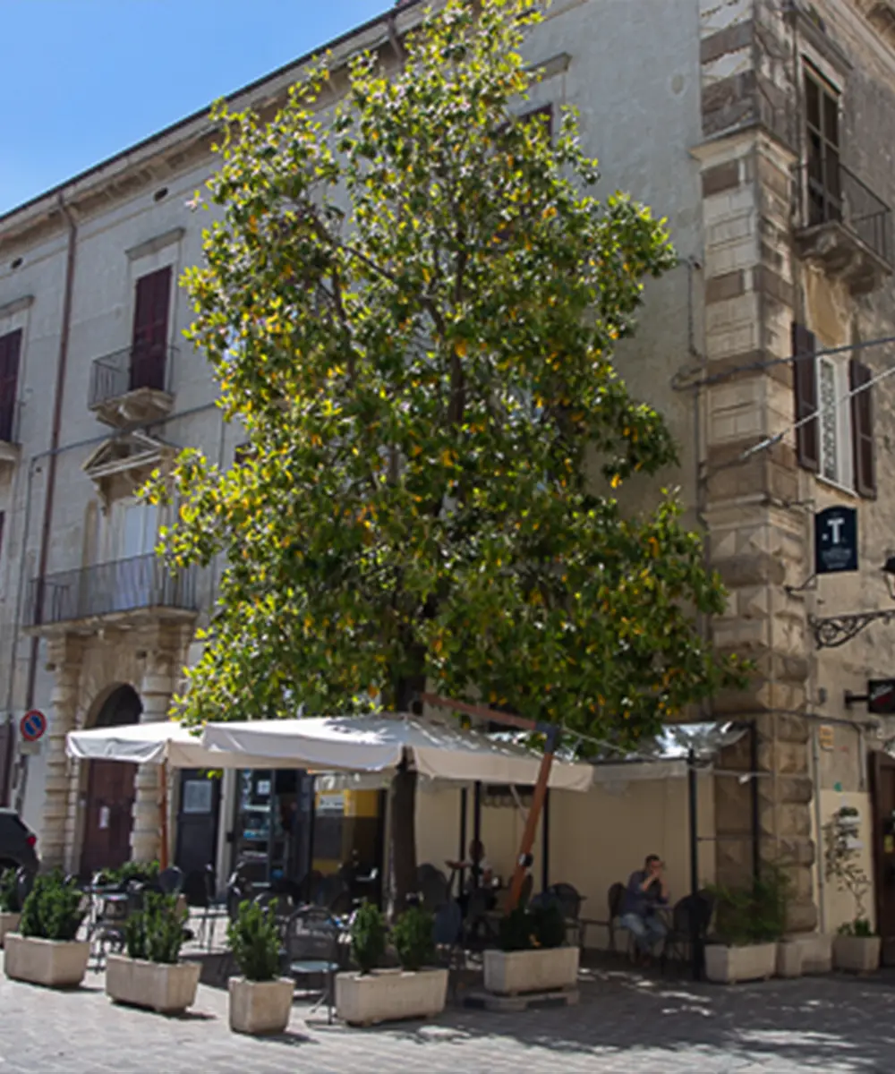La Magnolia